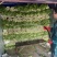 河南芹菜西芹万亩蔬菜大棚基地规格齐全全天供应
