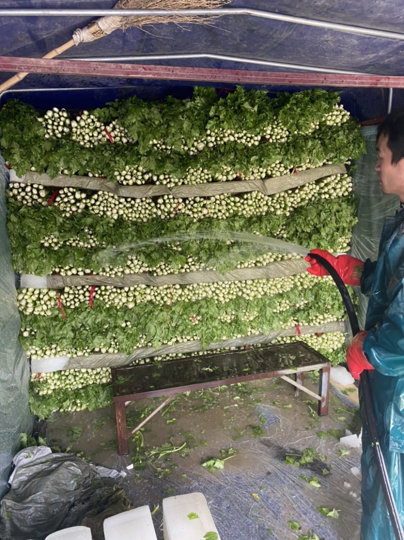 河南芹菜西芹万亩蔬菜大棚基地规格齐全全天供应