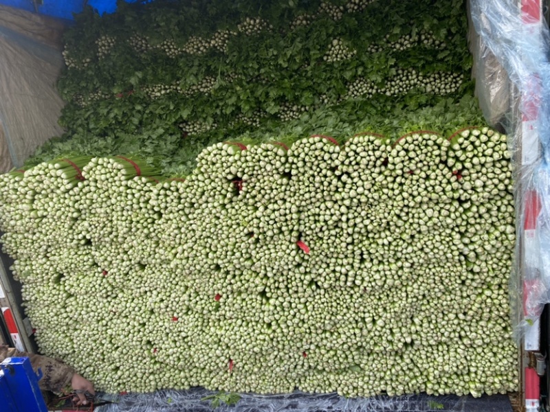 河南芹菜西芹万亩蔬菜大棚基地规格齐全全天供应