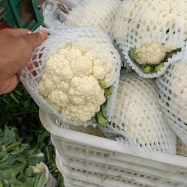 【精选】河北松花菜产地直供一手好货源量大优惠