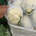 【精选】河北松花菜产地直供一手好货源量大优惠
