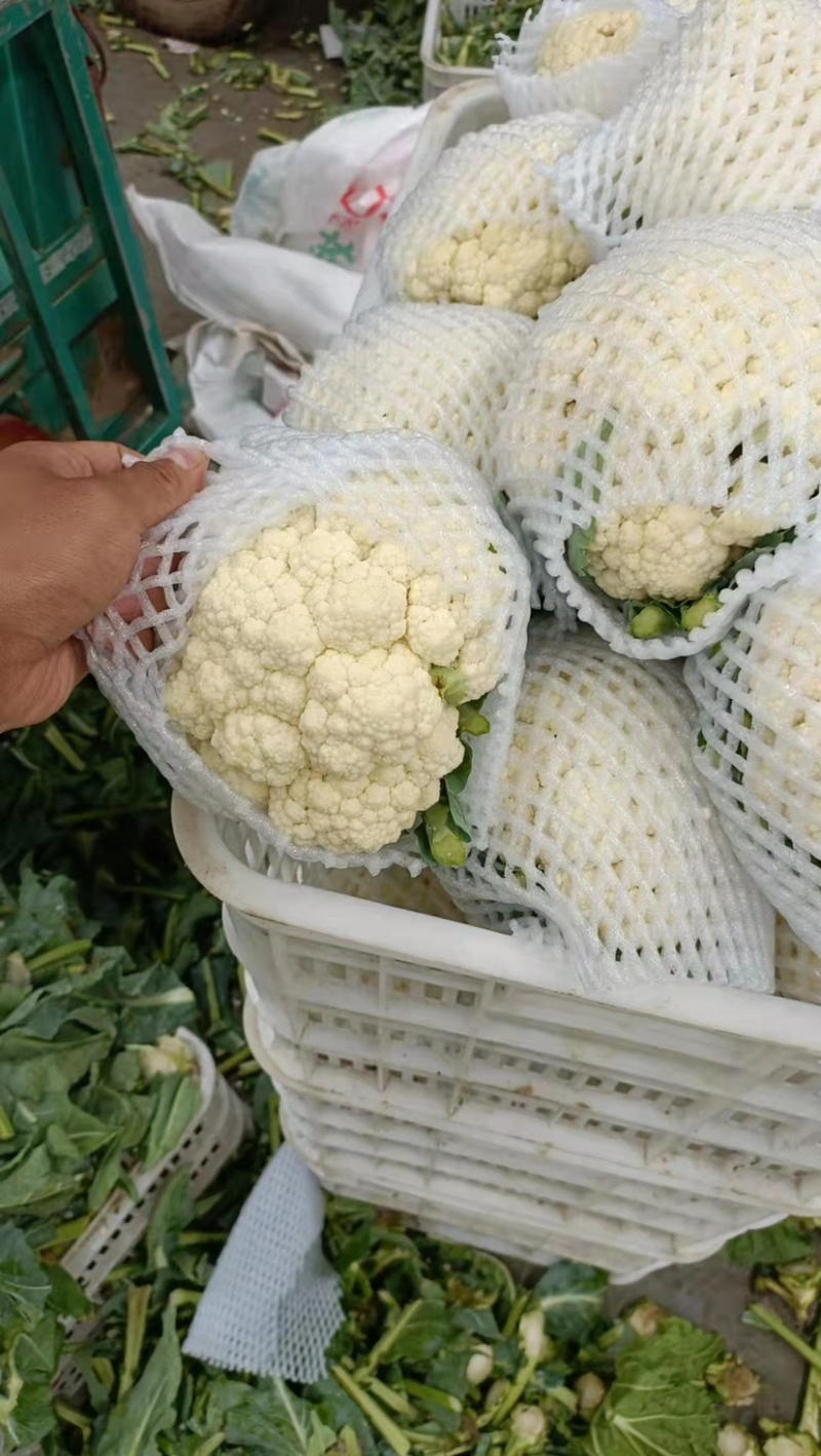 【精选】河北松花菜产地直供一手好货源量大优惠