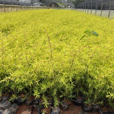 千层金黄金香柳产地直供量大从优对接工程绿化等
