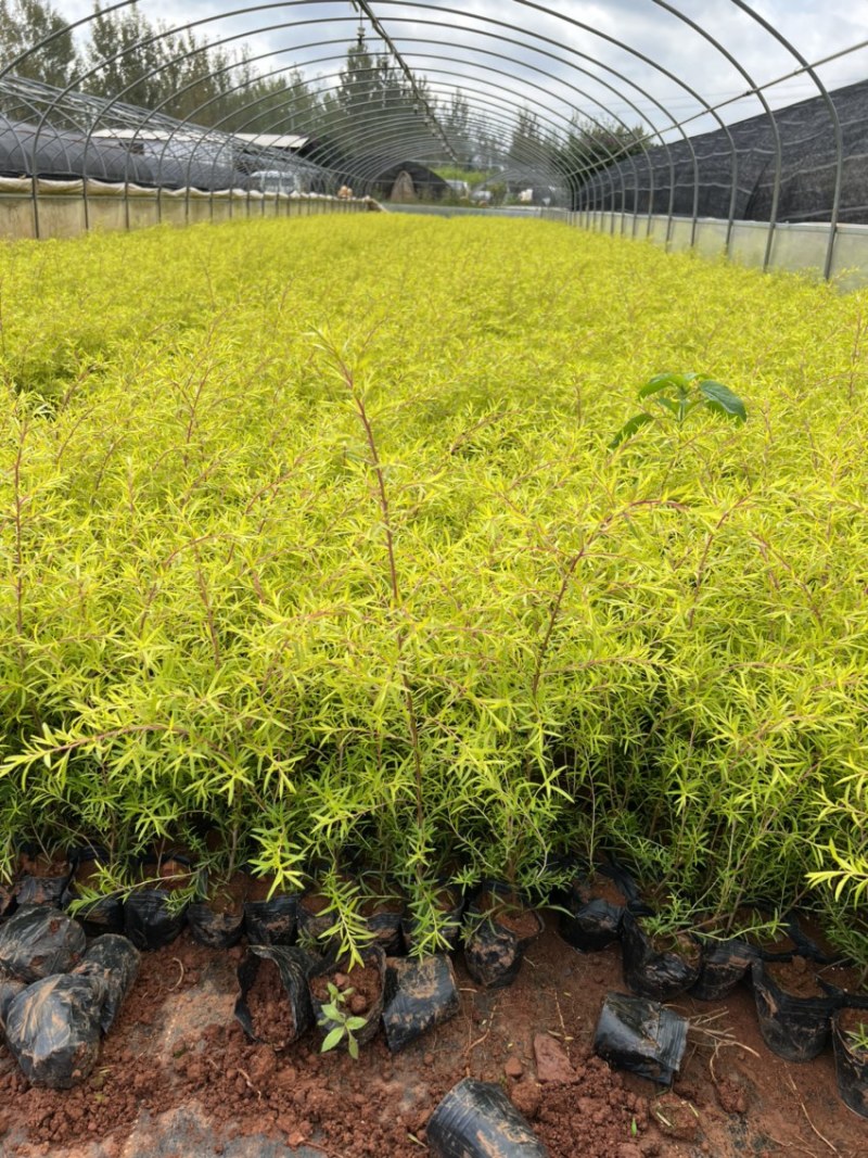 千层金黄金香柳产地直供量大从优对接工程绿化等