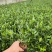 栀子花产地直供量大从优苗木花卉对接工程绿化等