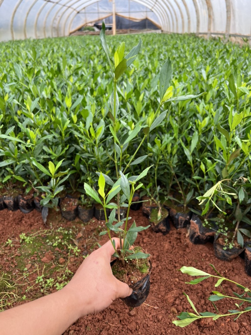 栀子花产地直供量大从优苗木花卉对接工程绿化等