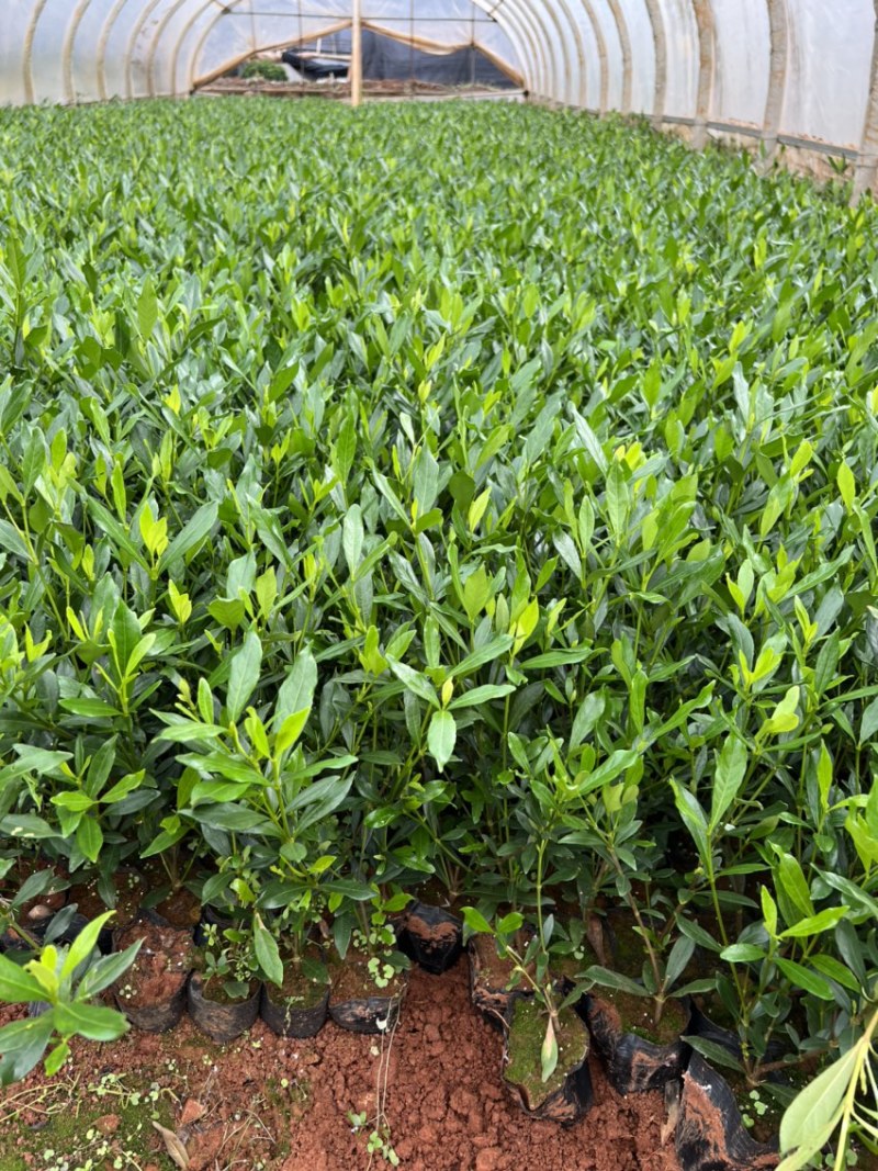栀子花产地直供量大从优苗木花卉对接工程绿化等