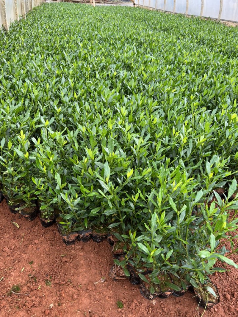 栀子花产地直供量大从优苗木花卉对接工程绿化等