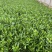 栀子花产地直供量大从优苗木花卉对接工程绿化等