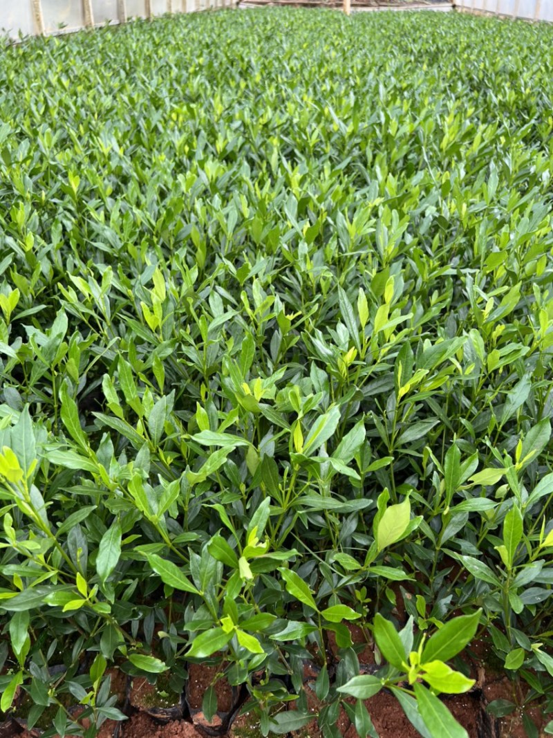 栀子花产地直供量大从优苗木花卉对接工程绿化等