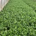 栀子花产地直供量大从优苗木花卉对接工程绿化等