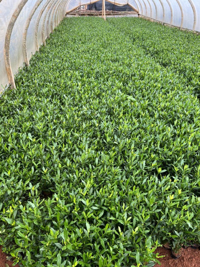 栀子花产地直供量大从优苗木花卉对接工程绿化等