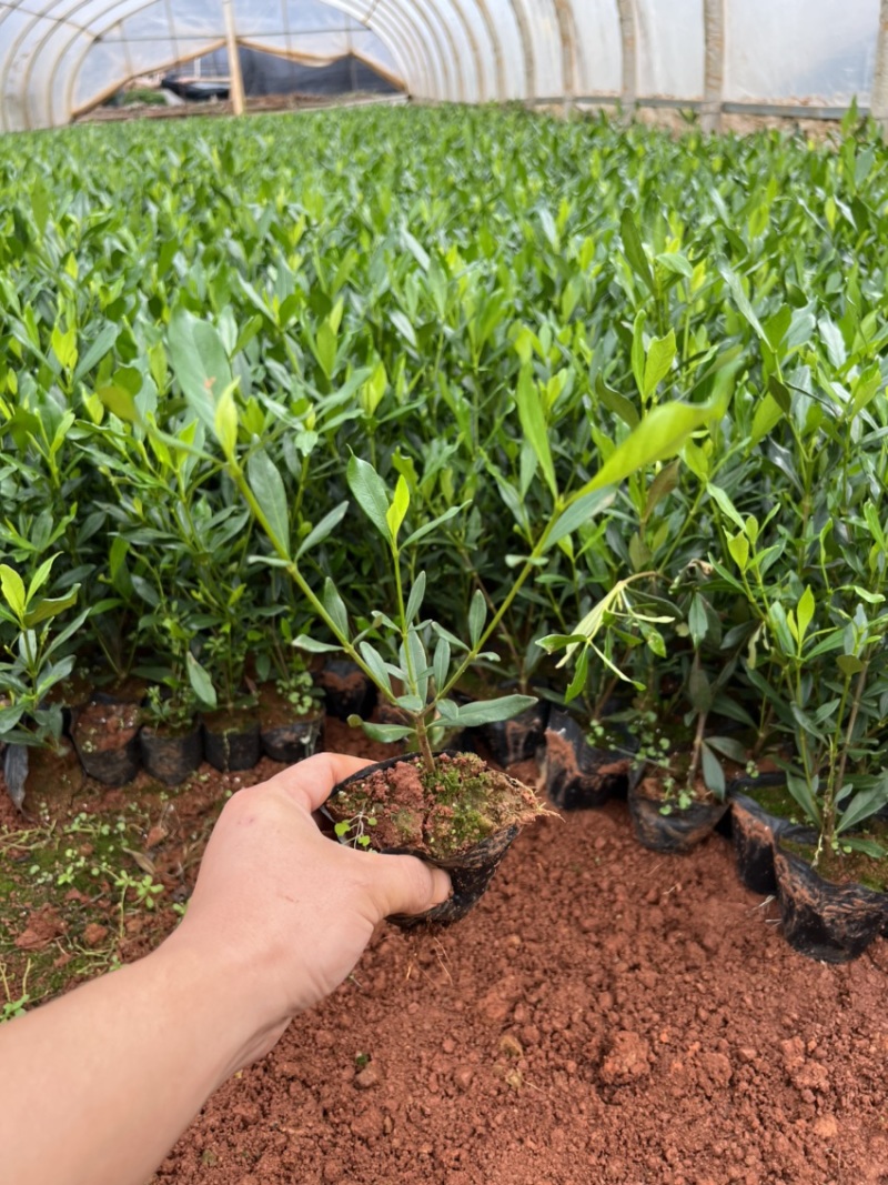 栀子花产地直供量大从优苗木花卉对接工程绿化等
