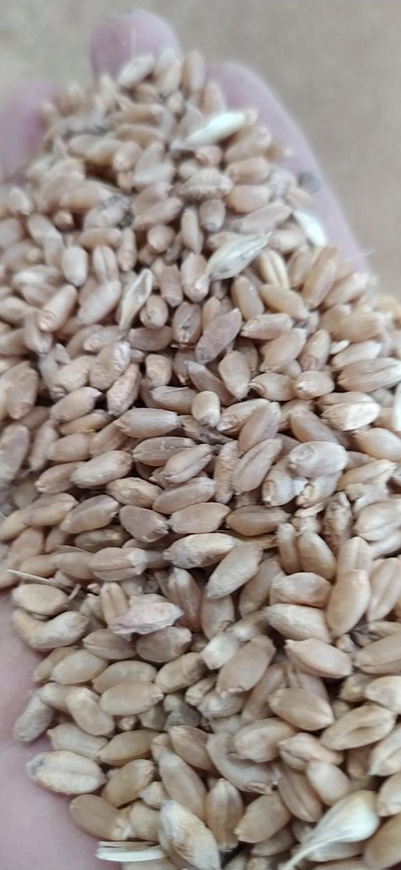 小麦产地湖北襄阳，产地直销，货真价实，现货出售。