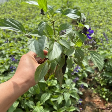 蓝花鼠尾草产地直供量大从优苗木花卉对接工程绿化等