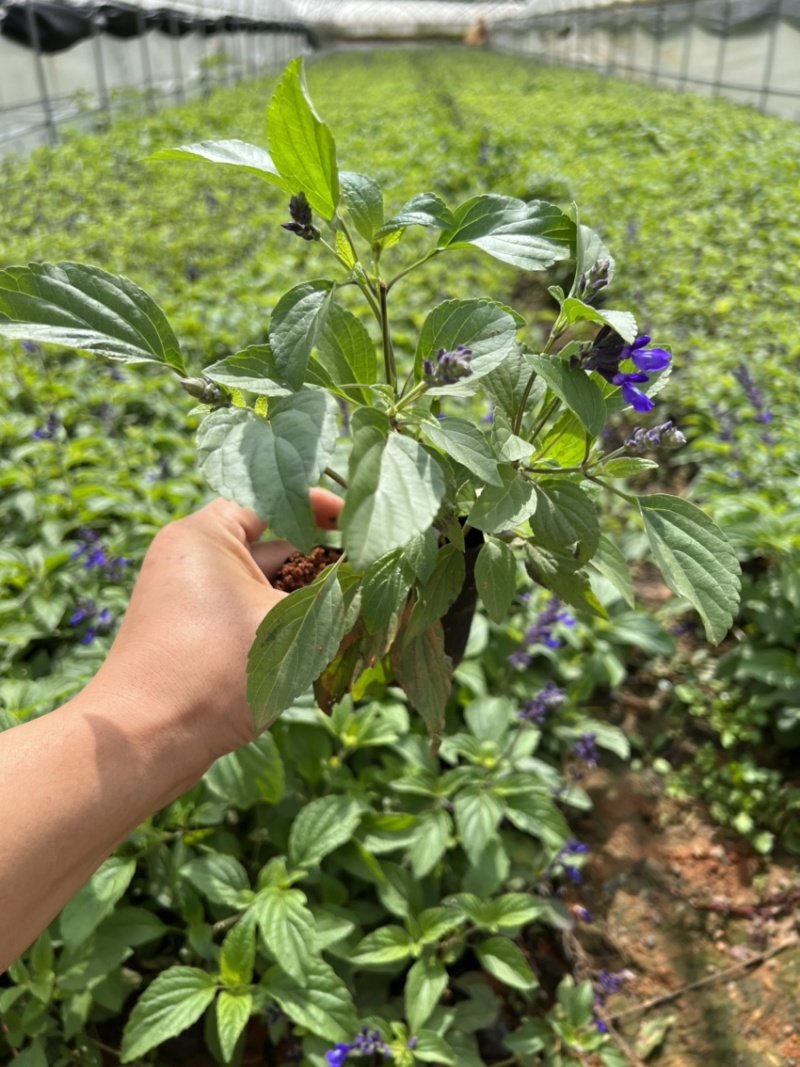 蓝花鼠尾草产地直供量大从优苗木花卉对接工程绿化等