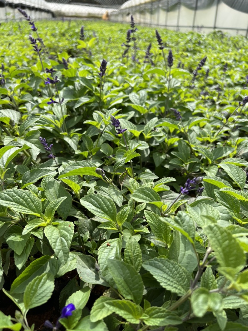 蓝花鼠尾草产地直供量大从优苗木花卉对接工程绿化等