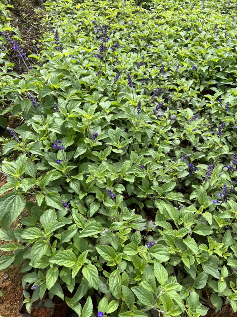 蓝花鼠尾草产地直供量大从优苗木花卉对接工程绿化等