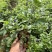 蓝花鼠尾草产地直供量大从优苗木花卉对接工程绿化等