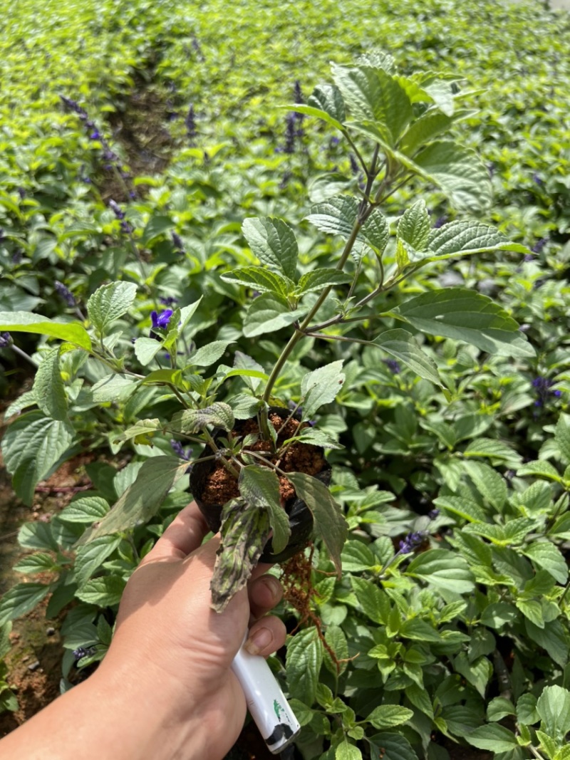 蓝花鼠尾草产地直供量大从优苗木花卉对接工程绿化等