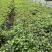 蓝花鼠尾草产地直供量大从优苗木花卉对接工程绿化等