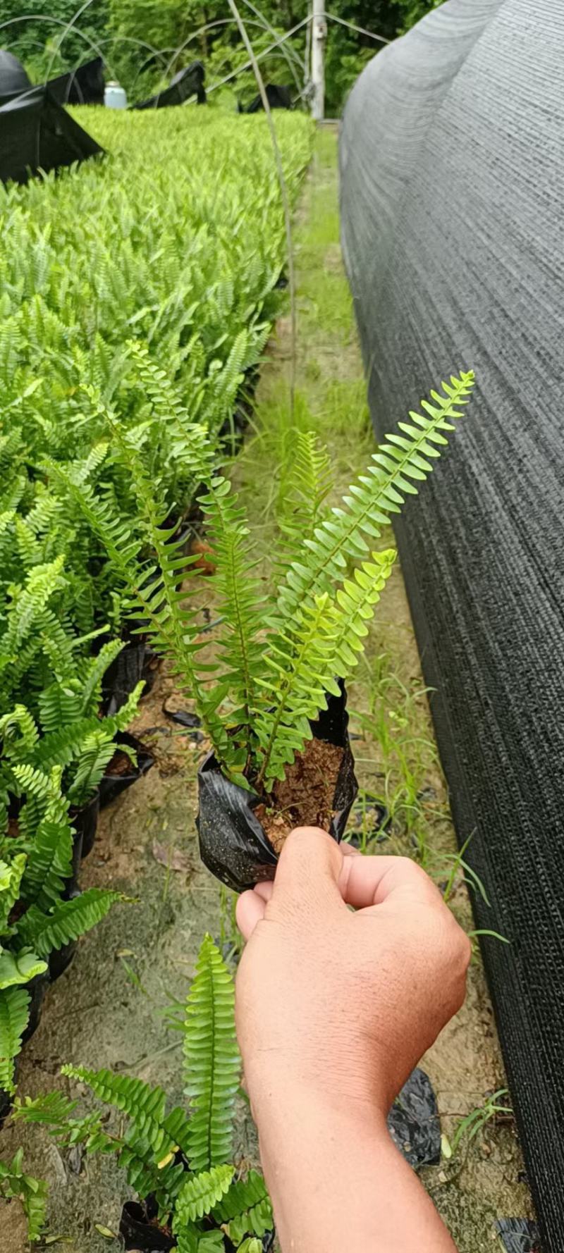 肾蕨福建漳州肾蕨绿化庭院设计基地直供大小规格袋苗