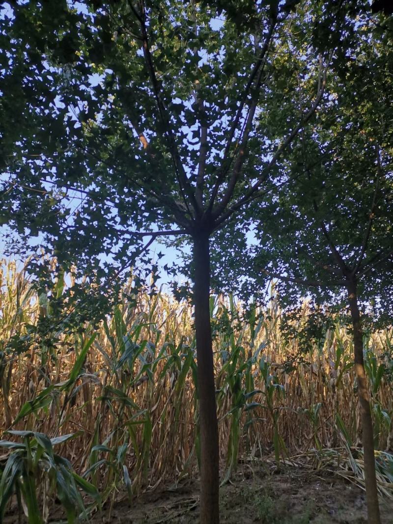 五角枫大量供应欢迎各位老板前来选购五角枫