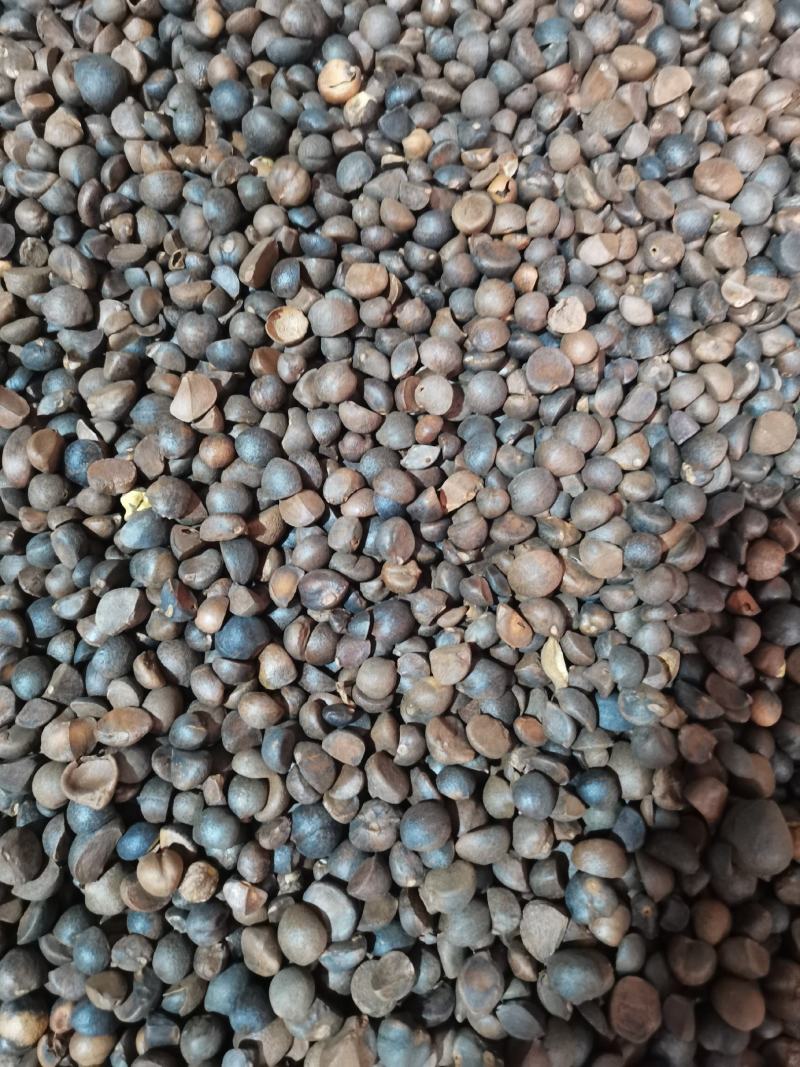 油茶籽出售