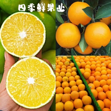 一【热销榜】冰糖橙电商商超有对接拼多多，淘宝红书均可