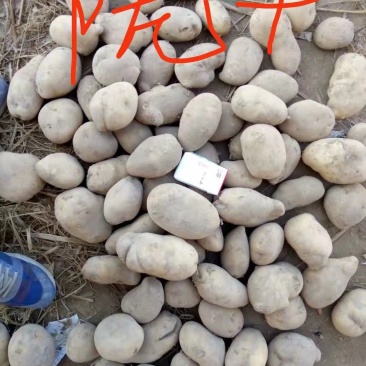 陇十土豆