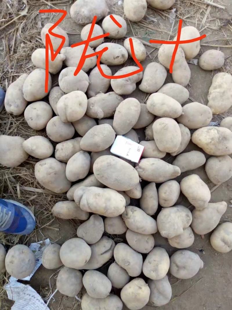 陇十土豆