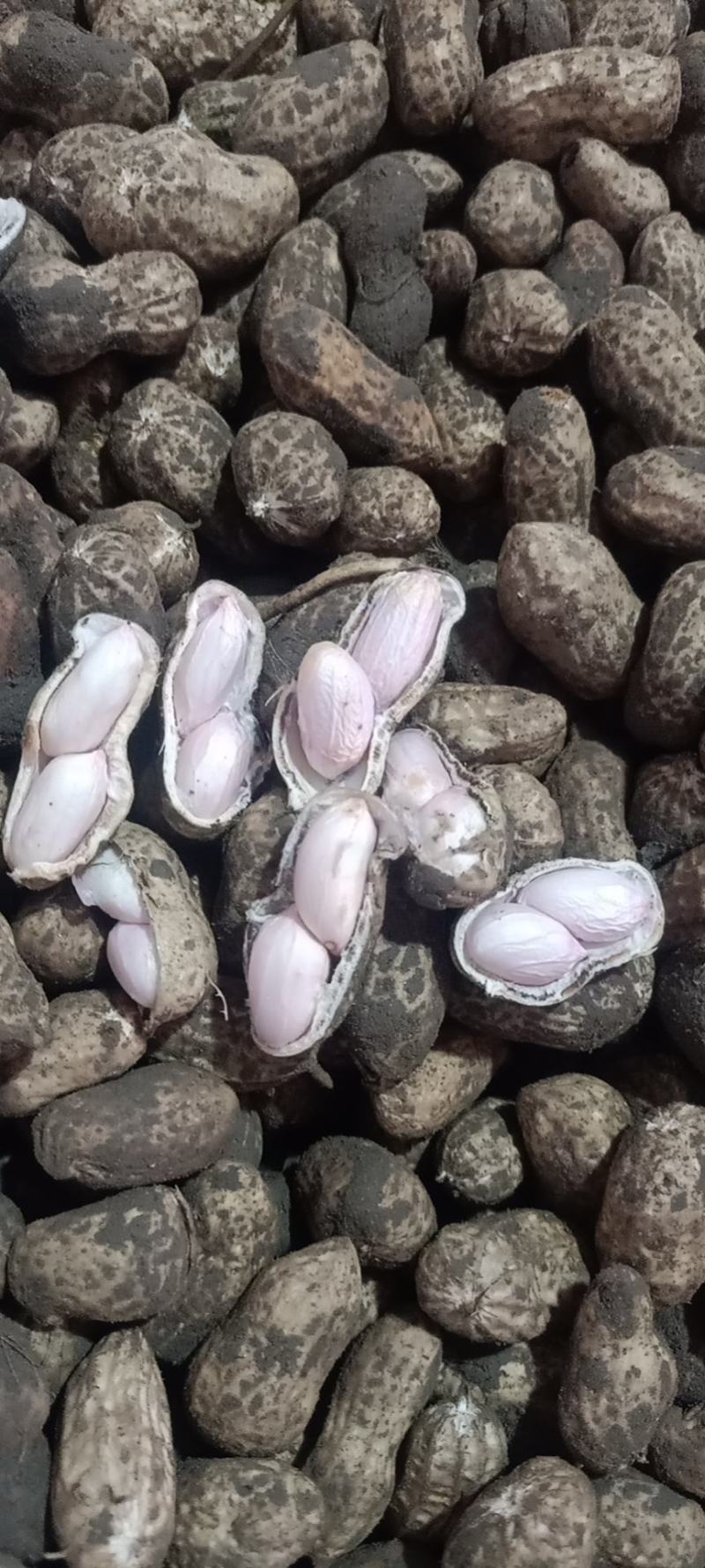 带泥鲜花生，有统货，手工精品货，量大从优