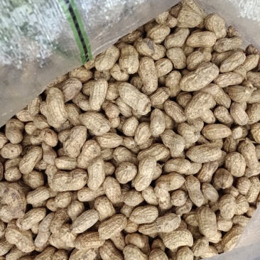 带泥鲜花生，有统货，手工精品货，量大从优