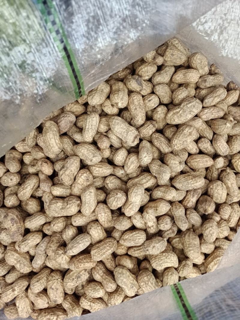 带泥鲜花生，有统货，手工精品货，量大从优
