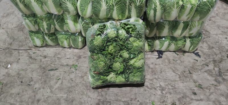 大量出售优质大娃娃菜，无烧心，无黑根。欢迎各位老板订购！