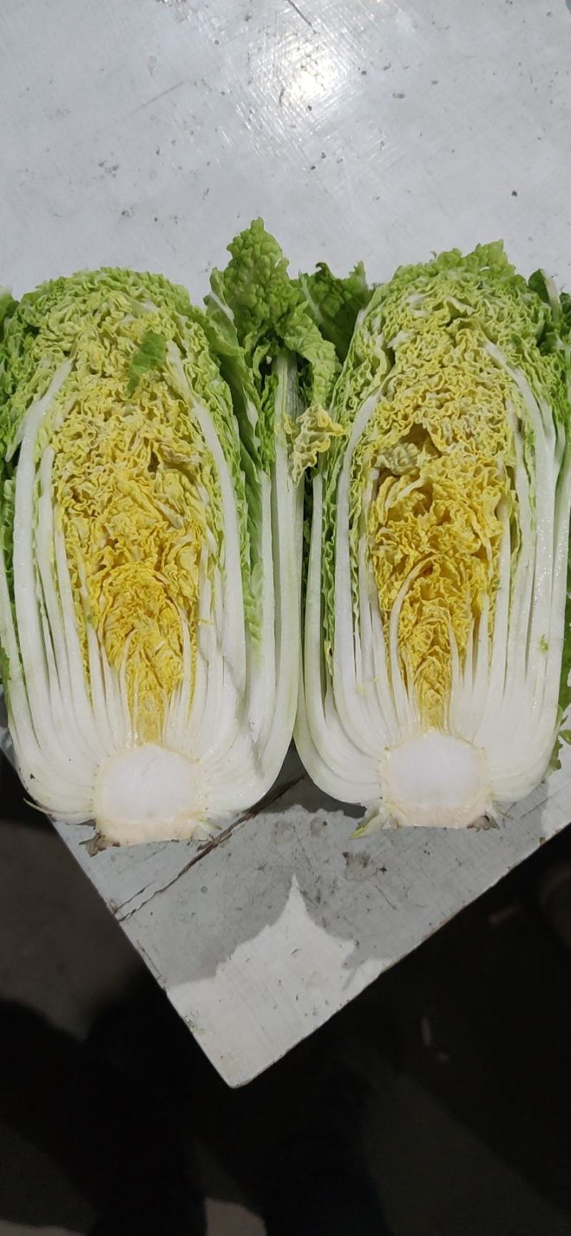 大量出售优质大娃娃菜，无烧心，无黑根。欢迎各位老板订购！