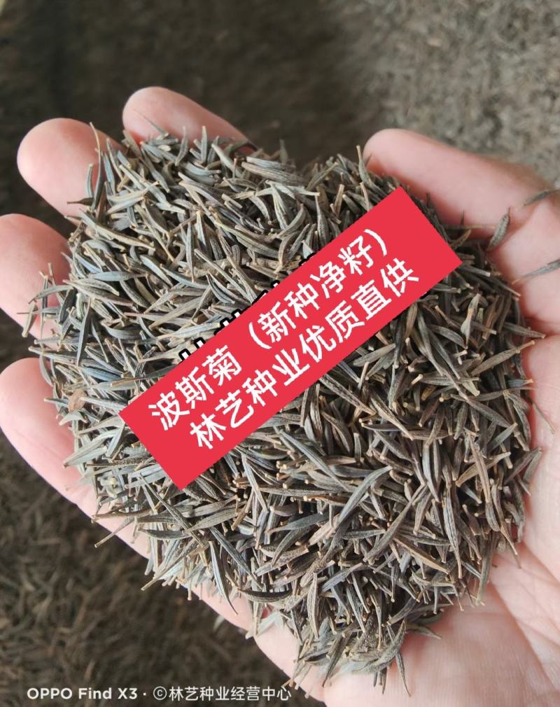 波斯菊种子花种籽格桑花四季开花易活花籽庭院外花卉野花组合