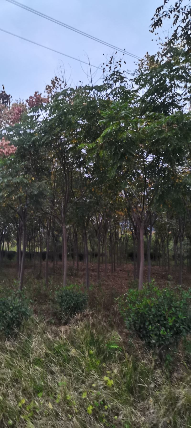 供应栾树，黄山栾树，8-12公分精品田苗，走量批发