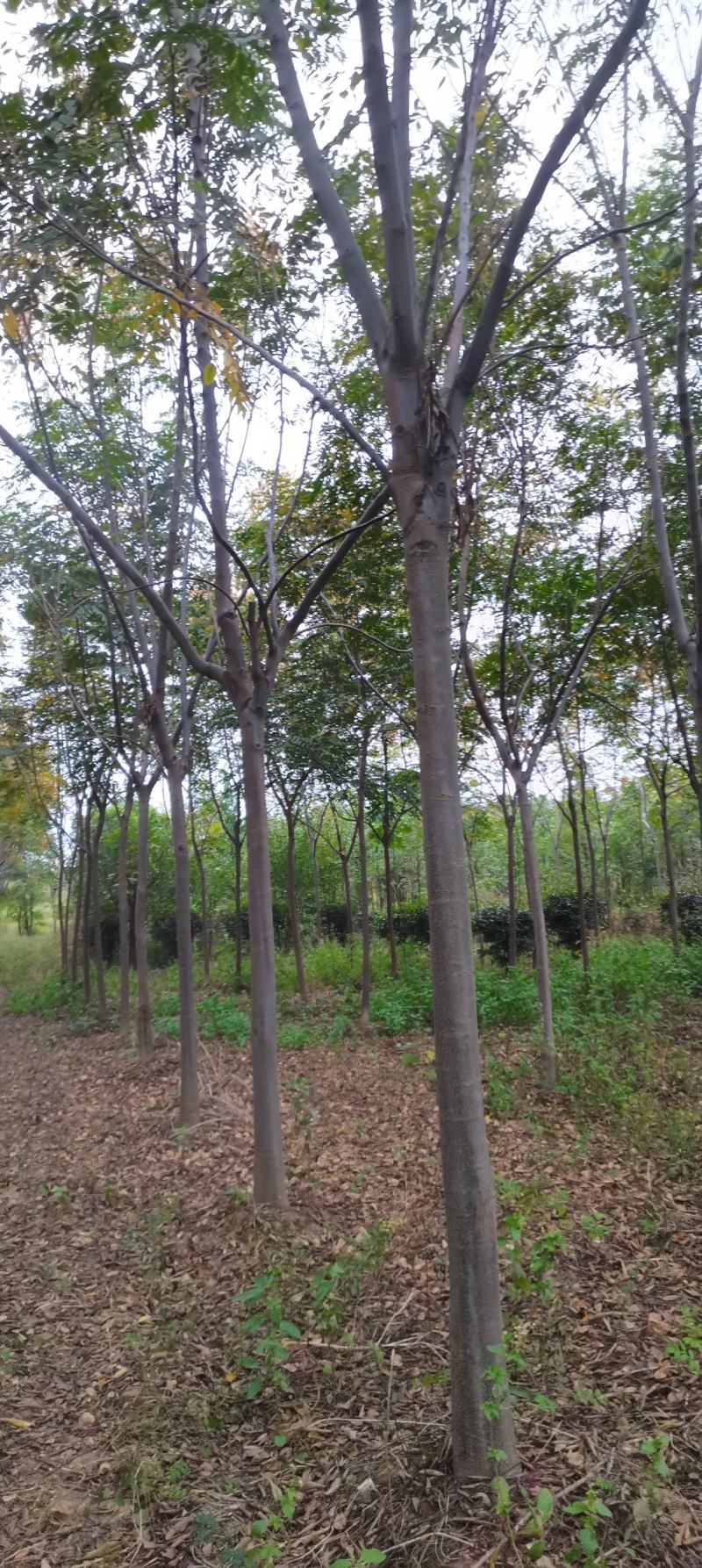 供应栾树，黄山栾树，8-12公分精品田苗，走量批发