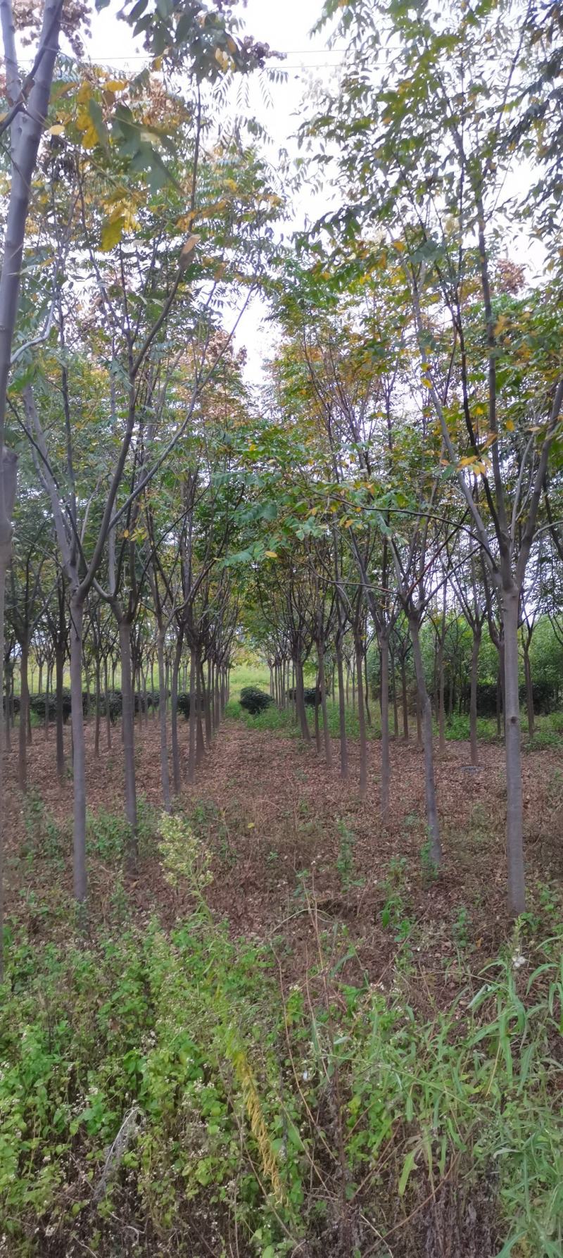 供应栾树，黄山栾树，8-12公分精品田苗，走量批发