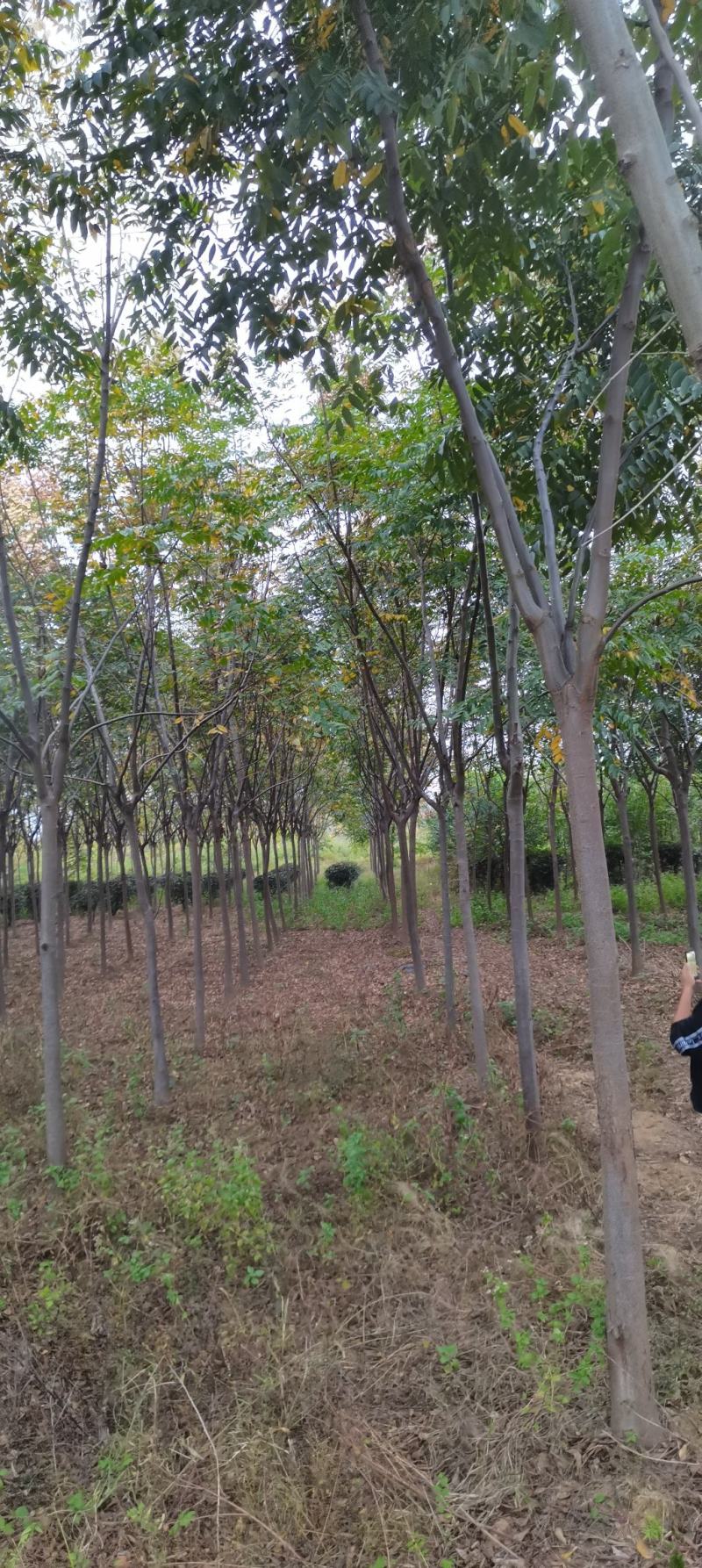 供应栾树，黄山栾树，8-12公分精品田苗，走量批发