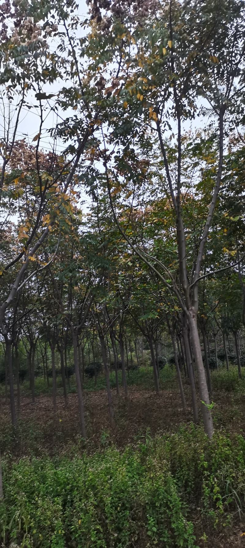 供应栾树，黄山栾树，8-12公分精品田苗，走量批发