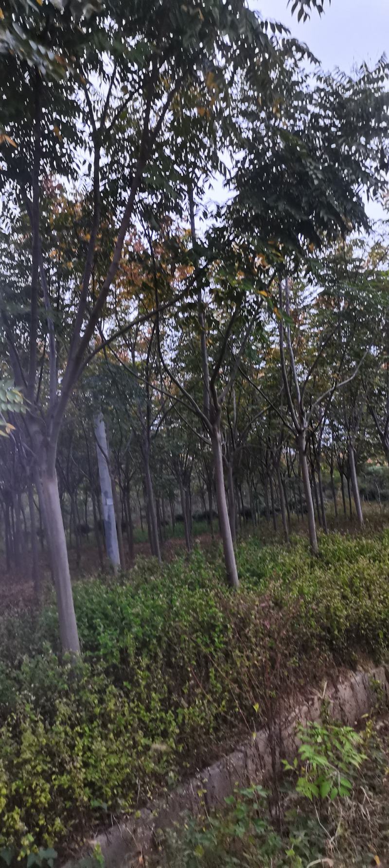 供应栾树，黄山栾树，8-12公分精品田苗，走量批发