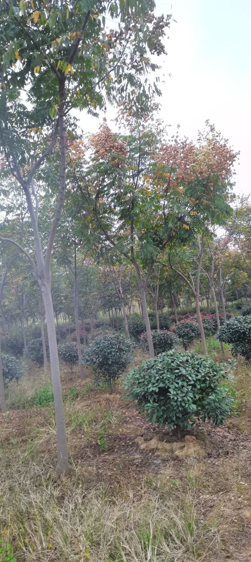 供应栾树，黄山栾树，8-12公分精品田苗，走量批发