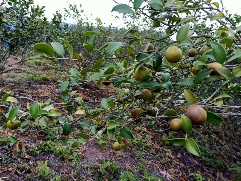 野生天然山茶油