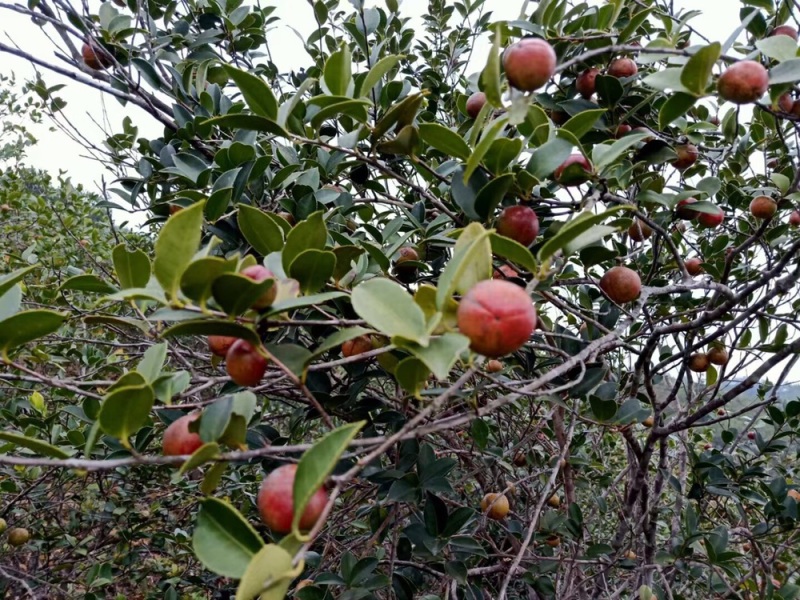 野生天然山茶油