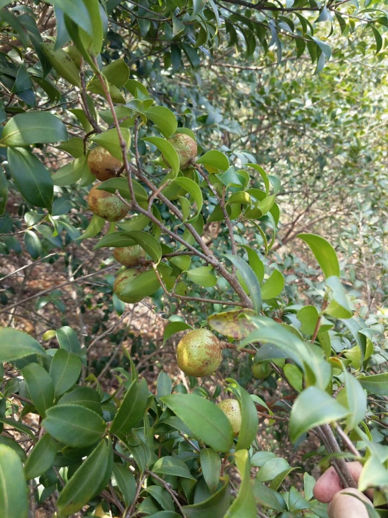 野生天然山茶油
