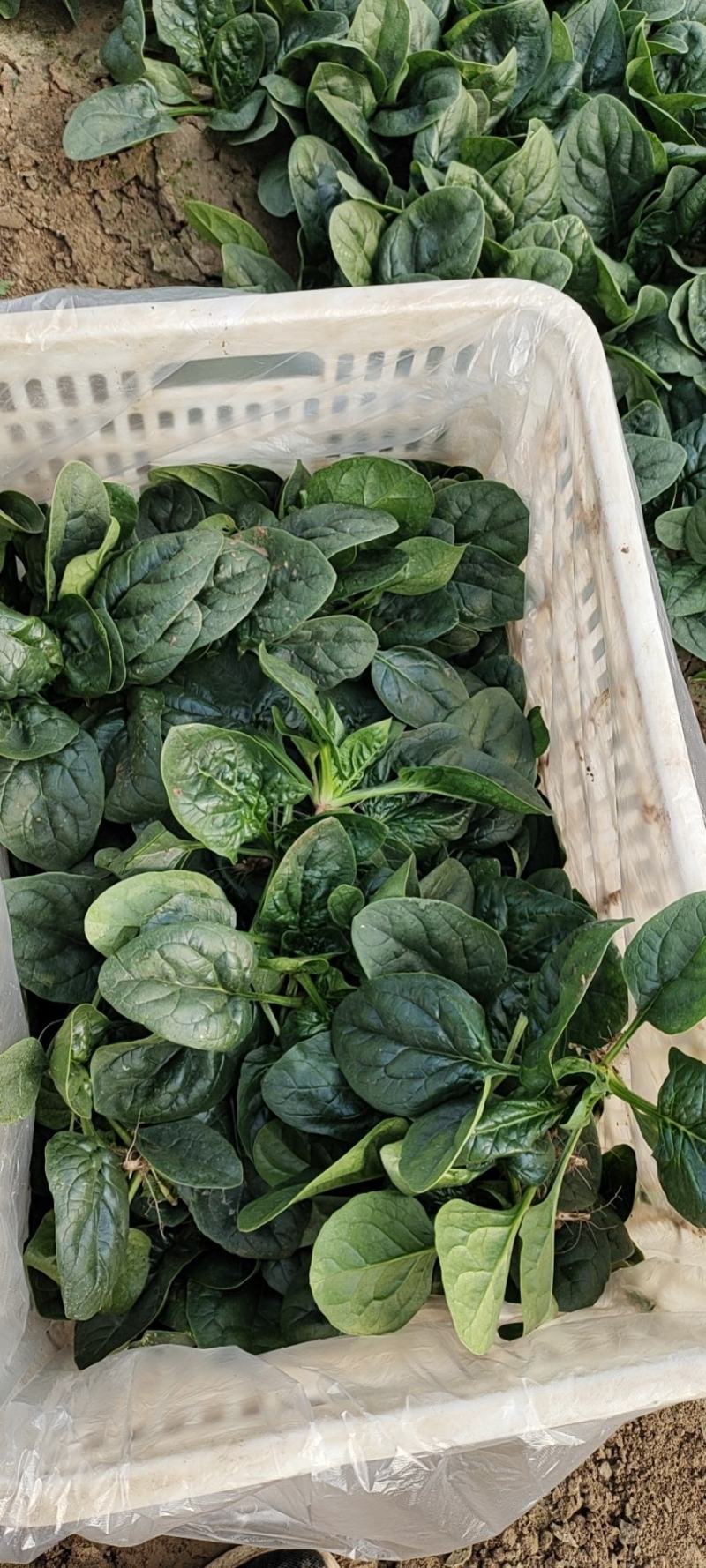 地趴菠菜散装精品菠菜代发全国支持各种包装电商