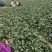 地趴菠菜散装精品菠菜代发全国支持各种包装电商