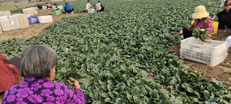 地趴菠菜散装精品菠菜代发全国支持各种包装电商